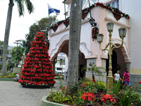 rvore de Natal na Prefeitura - Foto: PMT