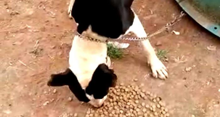 Cão vítima de mau trato - Foto:PMT
